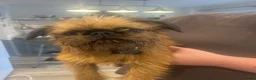 Griffon Bruxellois dogs for sale:     Brussels Griffon Puppy Looking for Loving Home - Advert 4