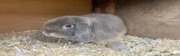 Mini Lop rabbits for sale: Proven buck - Advert 2