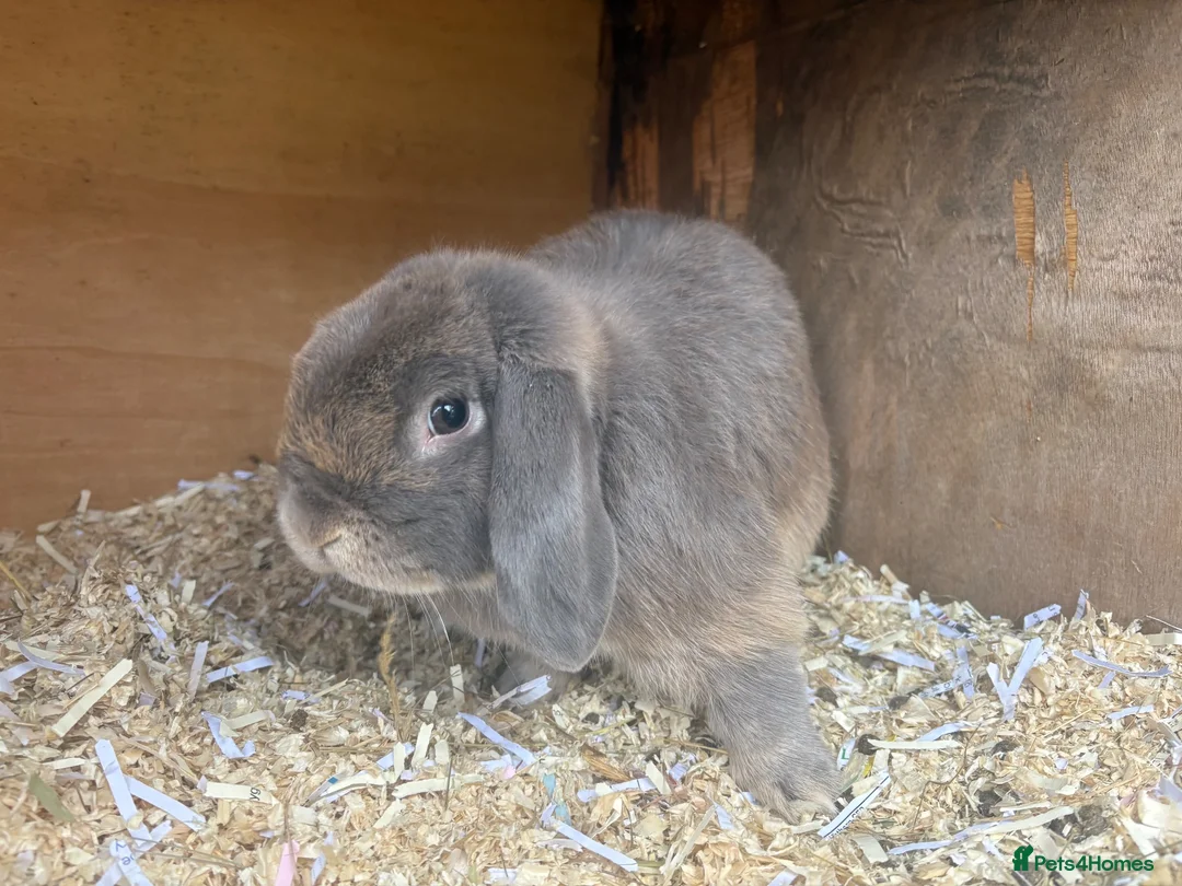 Mini Lop rabbits for sale: Proven buck - Advert 2
