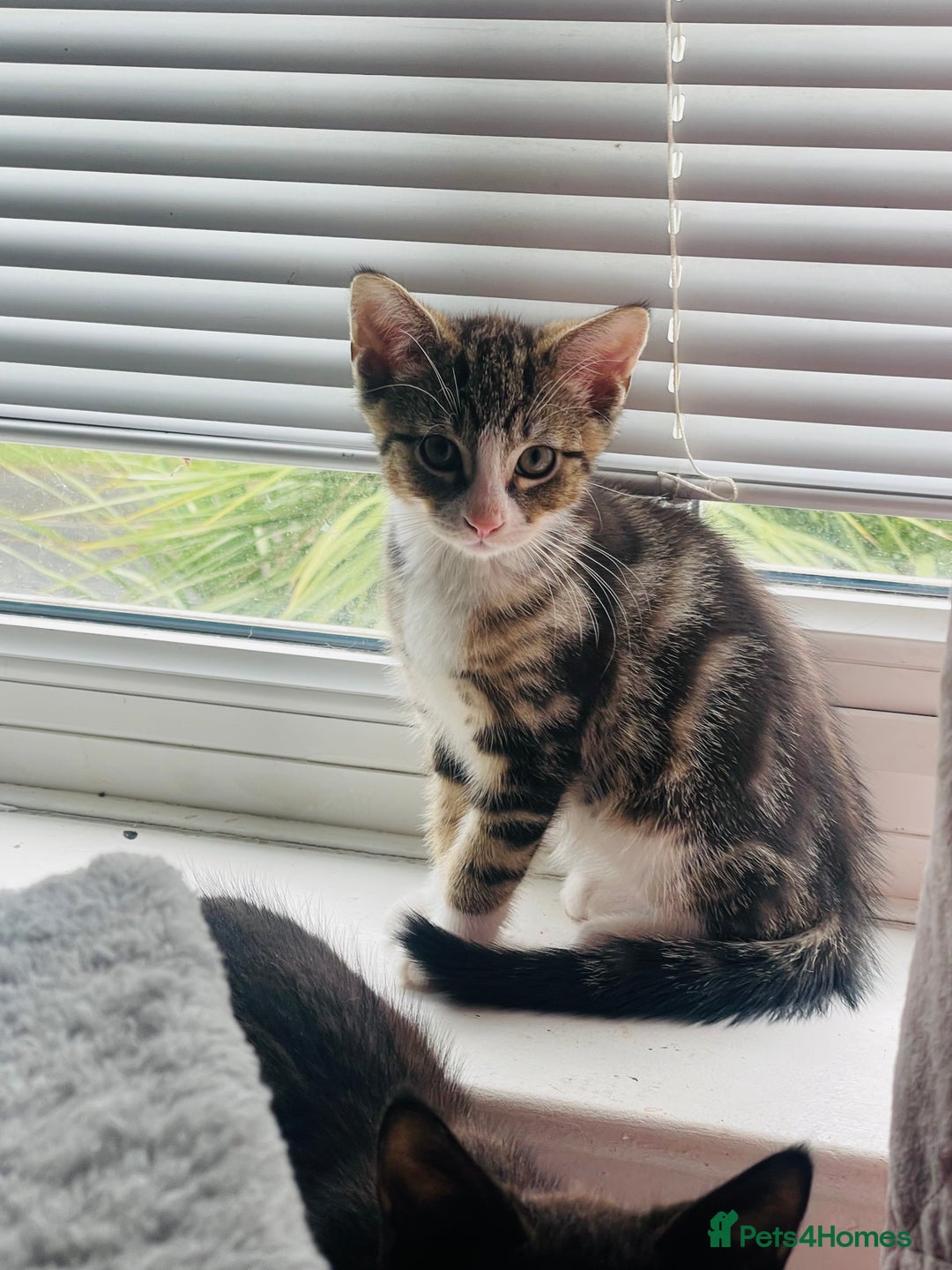 Mixed Breed cats for sale: Beutiful kittens for sale - Image 9