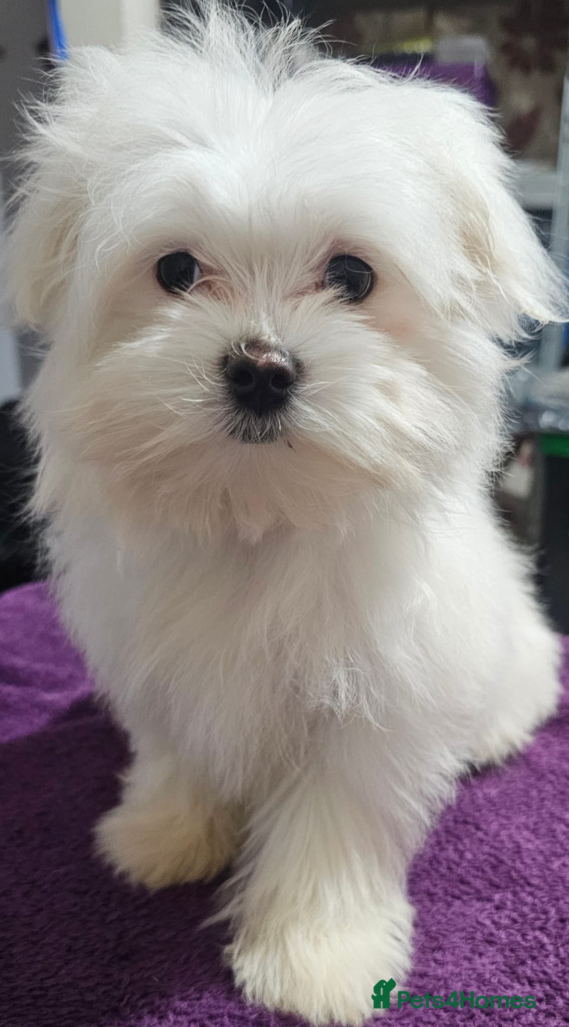 Maltese dogs Female Maltese  - Advert 3