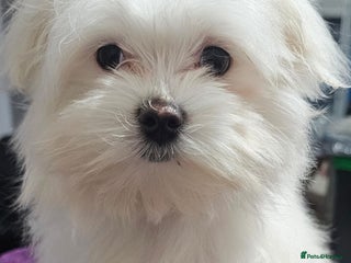 Maltese dogs Female Maltese - Advert 3