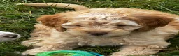 Cockapoo dogs for stud: Miniature Poodle Stud Dog DNA Tested Somerset - Advert 11
