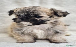 Shih Tzu dogs for sale: Gorgeous Small Imperial Shih tzu puppies READY - Image 5