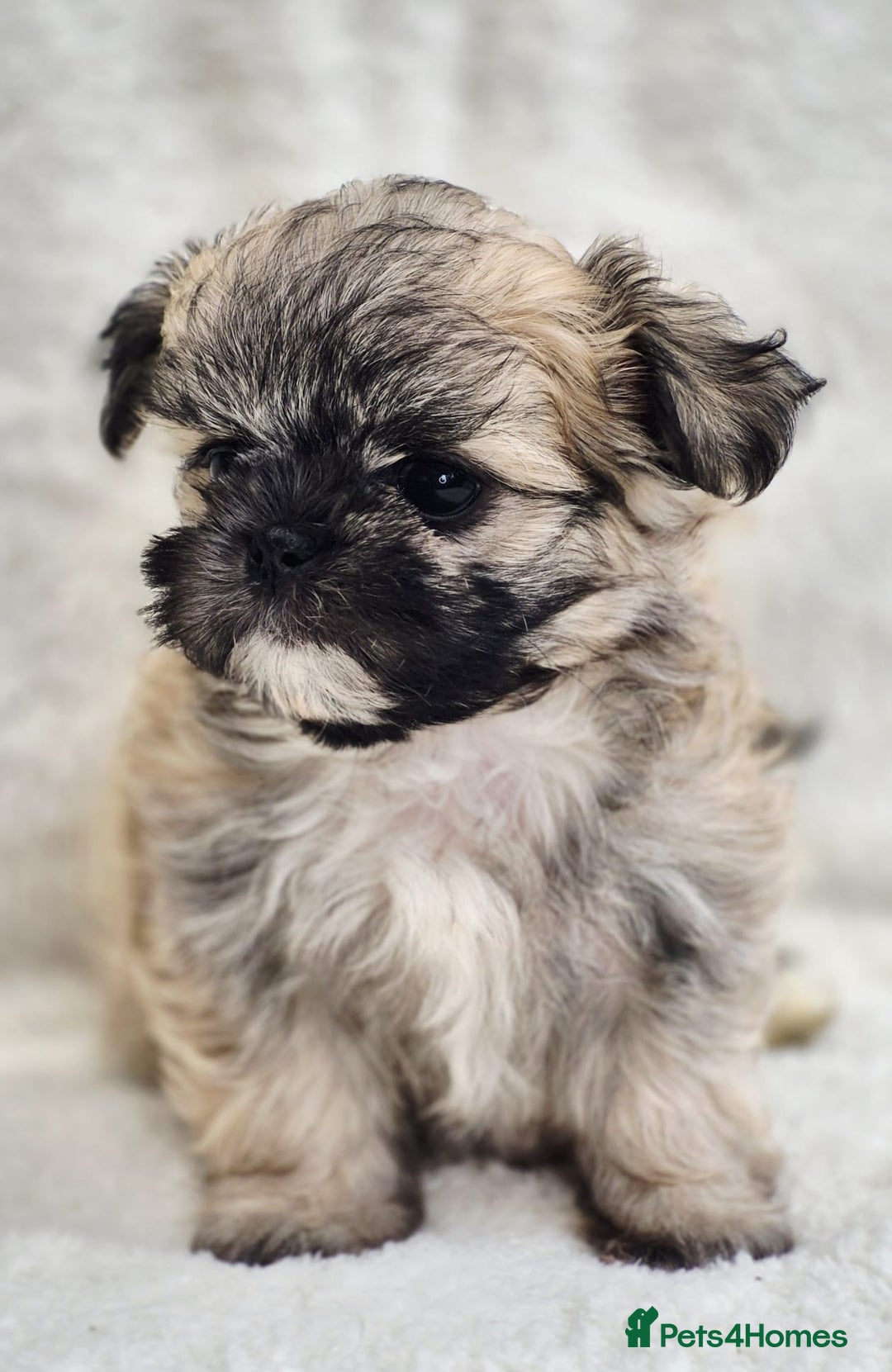 Shih Tzu dogs for sale: Gorgeous Small Imperial Shih tzu puppies READY - Image 5
