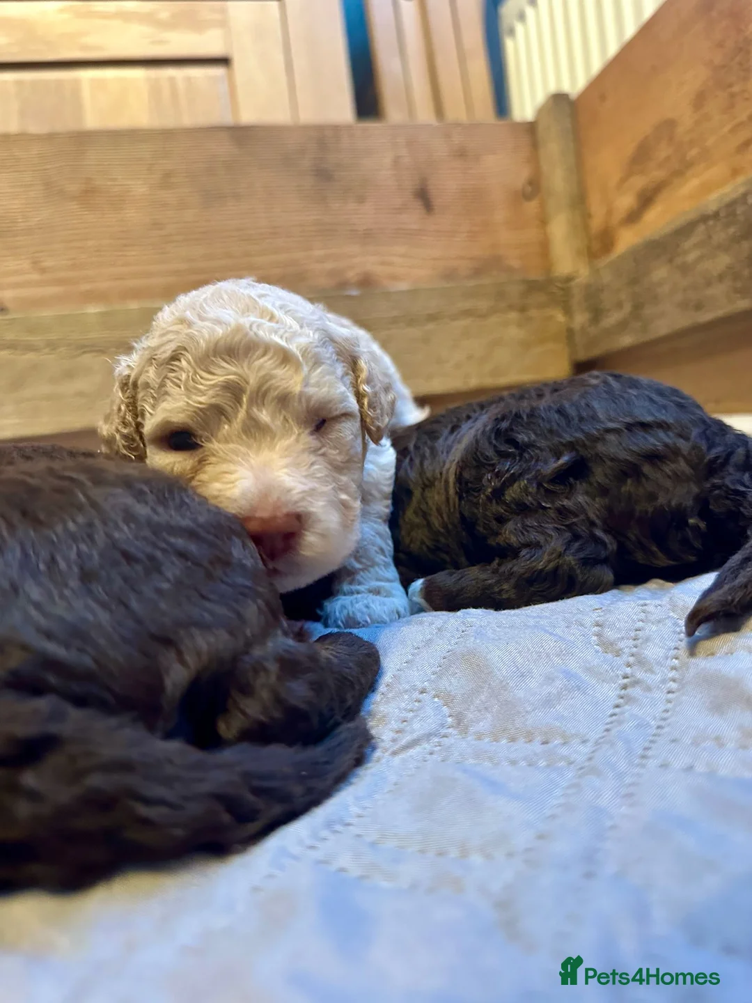 Lagotto Romagnolo dogs for sale: Lagotto Romagnolo Puppies  - Advert 25