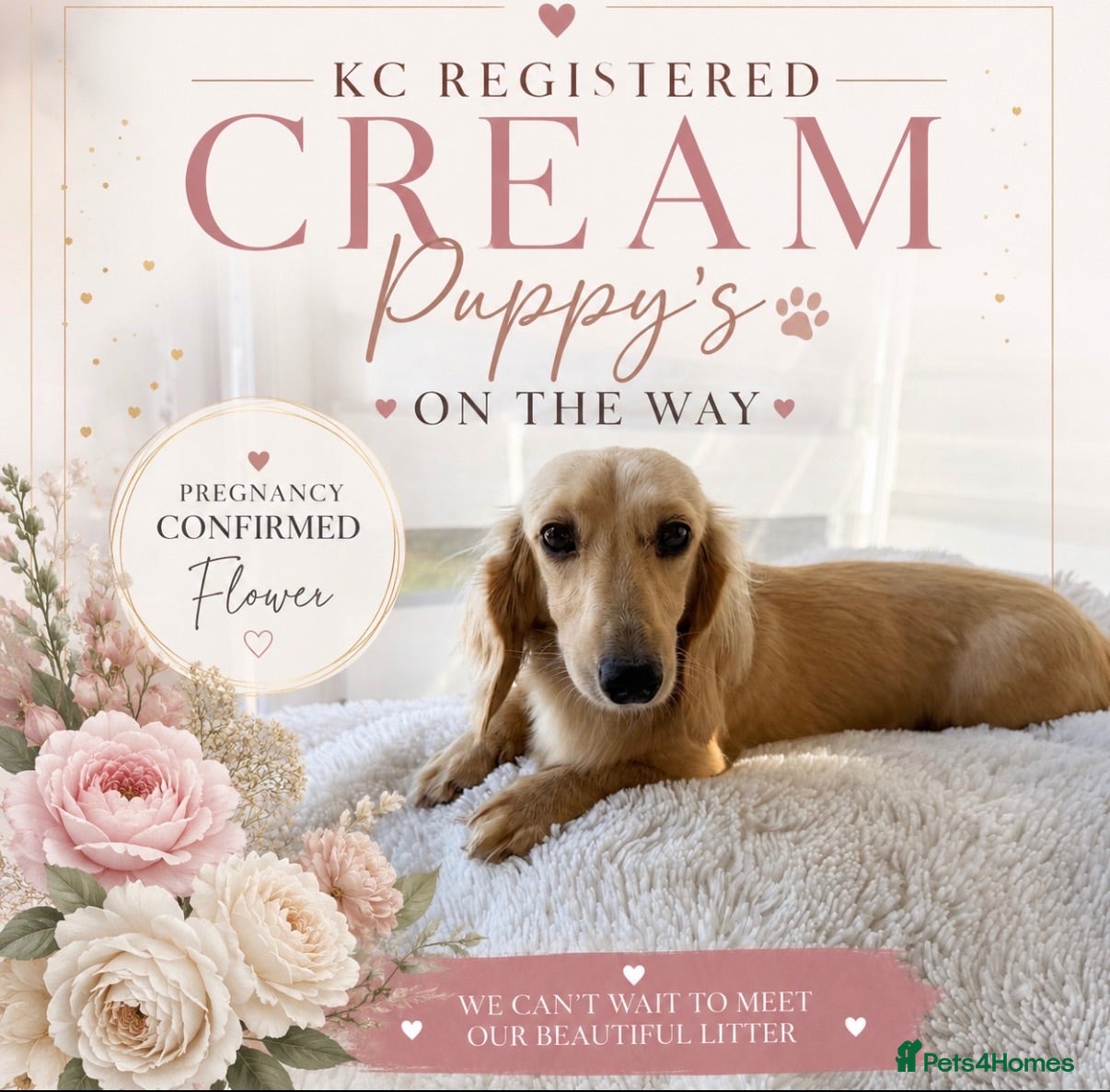 Miniature Dachshund dogs Cream long haired mini dachshund  - Advert 2
