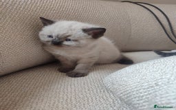 British Shorthair cats for sale: British Shorthair Kittens - Image 9