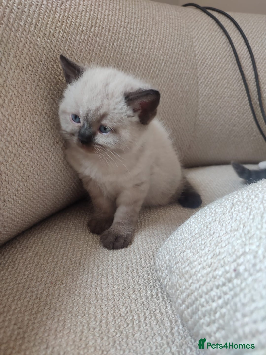 British Shorthair cats for sale: British Shorthair Kittens - Image 9