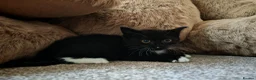 Mixed Breed cats for sale: BRITISH SHORTHAIR CROSS KITTENS *READY NOW* - Advert 9