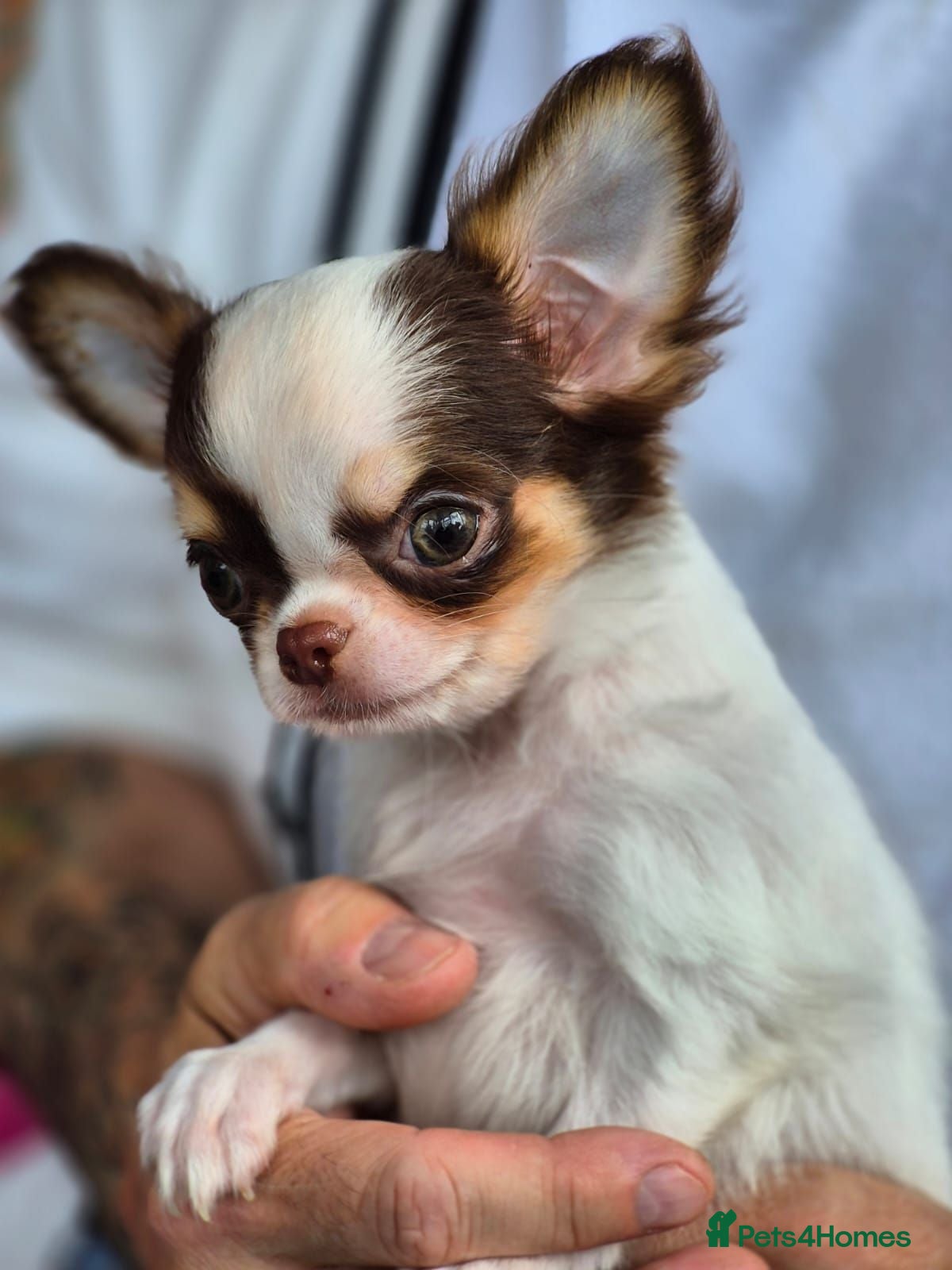 Chihuahua dogs Amazing Small Longcoat Apple head Chihuahua Puppy  - Advert 1