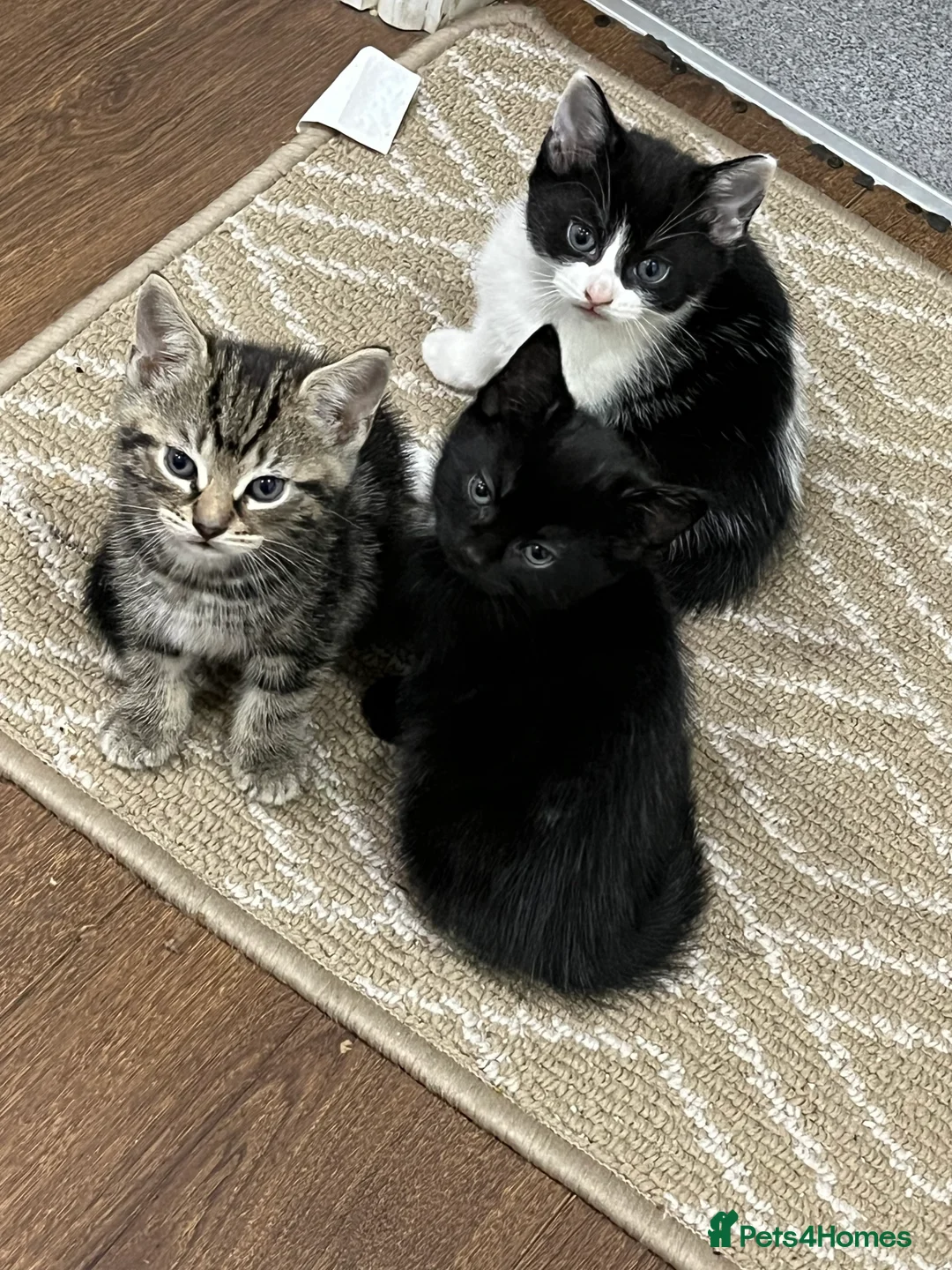 Mixed Breed cats for sale: 2 month old kittens ready for their forever homes  - Advert 1