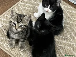 Mixed Breed cats 2 month old kittens ready for their forever homes - Advert 1