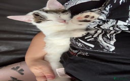 Mixed Breed cats for sale: Male kitten looking for his forever home free - Image 7