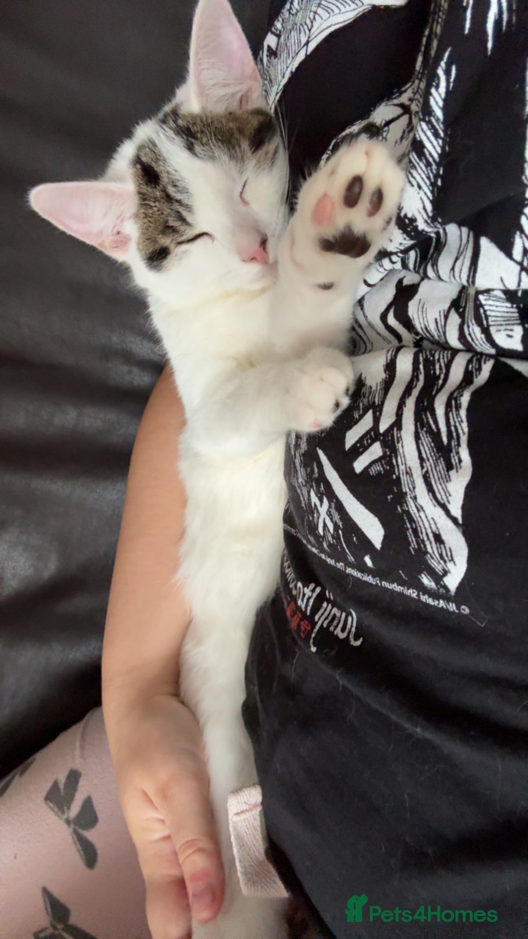 Mixed Breed cats for sale: Male kitten looking for his forever home free - Image 7