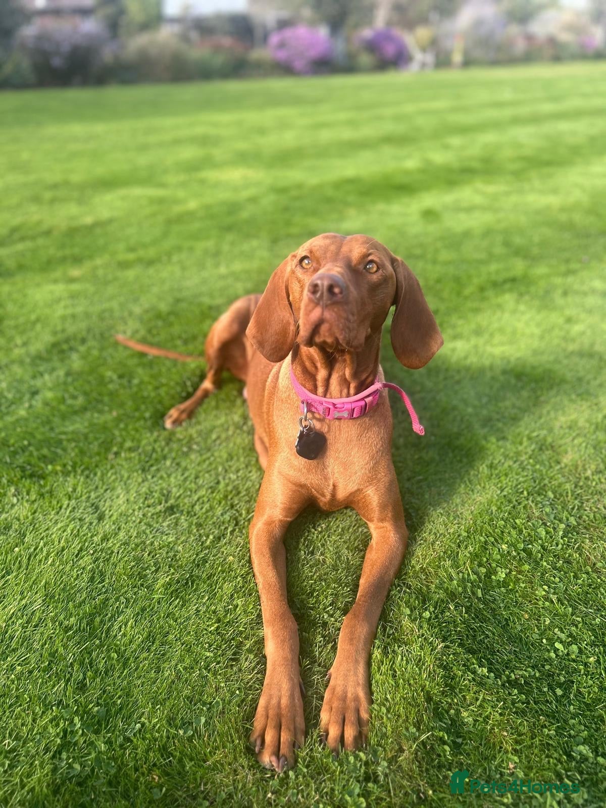 Hungarian Vizsla dogs 🐾 10 Beautiful Hungarian Vizsla Puppies 🐾 - Advert 1