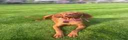 Hungarian Vizsla dogs for sale: 🐾 10 Beautiful Hungarian Vizsla Puppies 🐾 - Advert 1