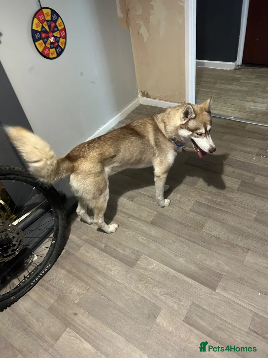 Siberian Husky dogs for sale: Beautiful girl for sale  in Chesterfield - Advert 2