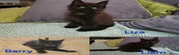 Maine Coon cats for sale: Maine coon kittens - Advert 19