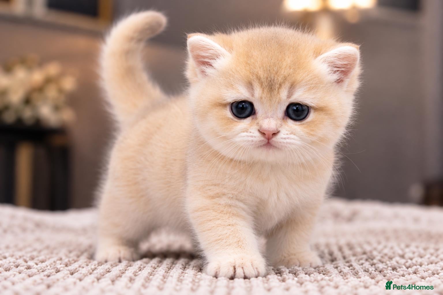 British Shorthair cats 👑 Rare AY12 & NY12 Kittens — Teddy Bear Faces - Advert 2