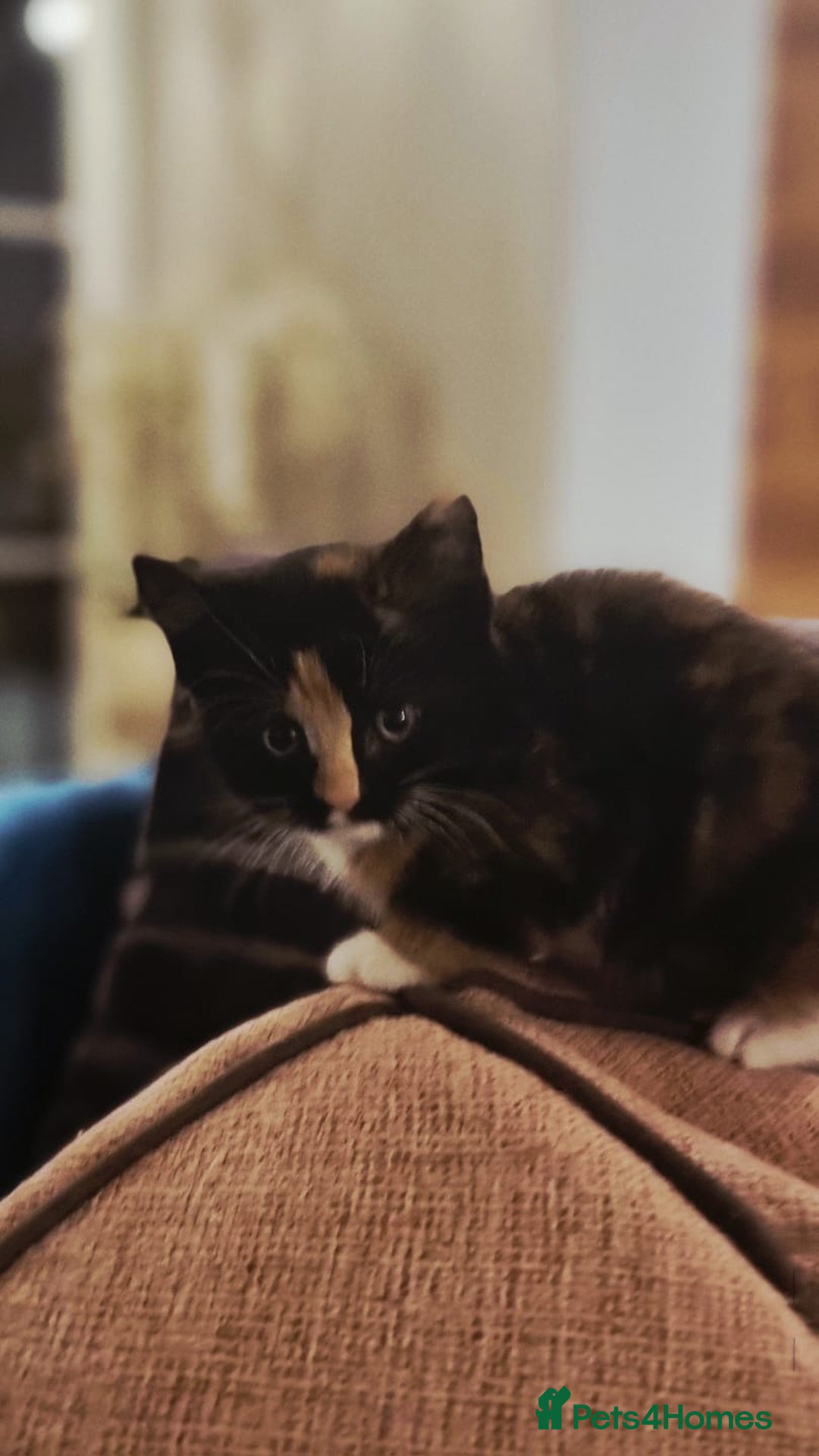 Turkish Angora cats for sale: Luxury Turkish Agora kittens for sale - Advert 2