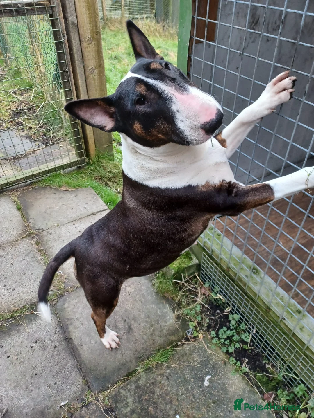 English Bull Terrier dogs for sale: Gorgeous george - Advert 2