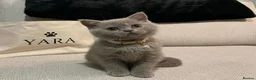 British Shorthair cats for sale: Female British Shorthair  - Advert 6