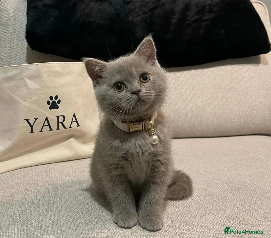 British Shorthair cats for sale: Female British Shorthair  - Advert 6