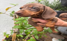 Miniature Dachshund dogs for sale: Miniature dachshund smooth hair pups  - Image 29