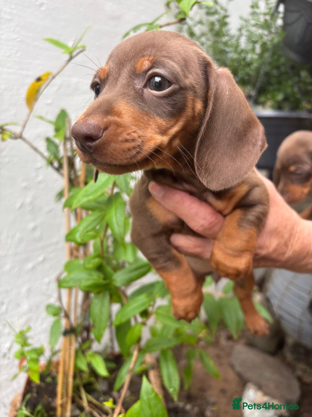Miniature Dachshund dogs for sale: Miniature dachshund smooth hair pups  - Image 29