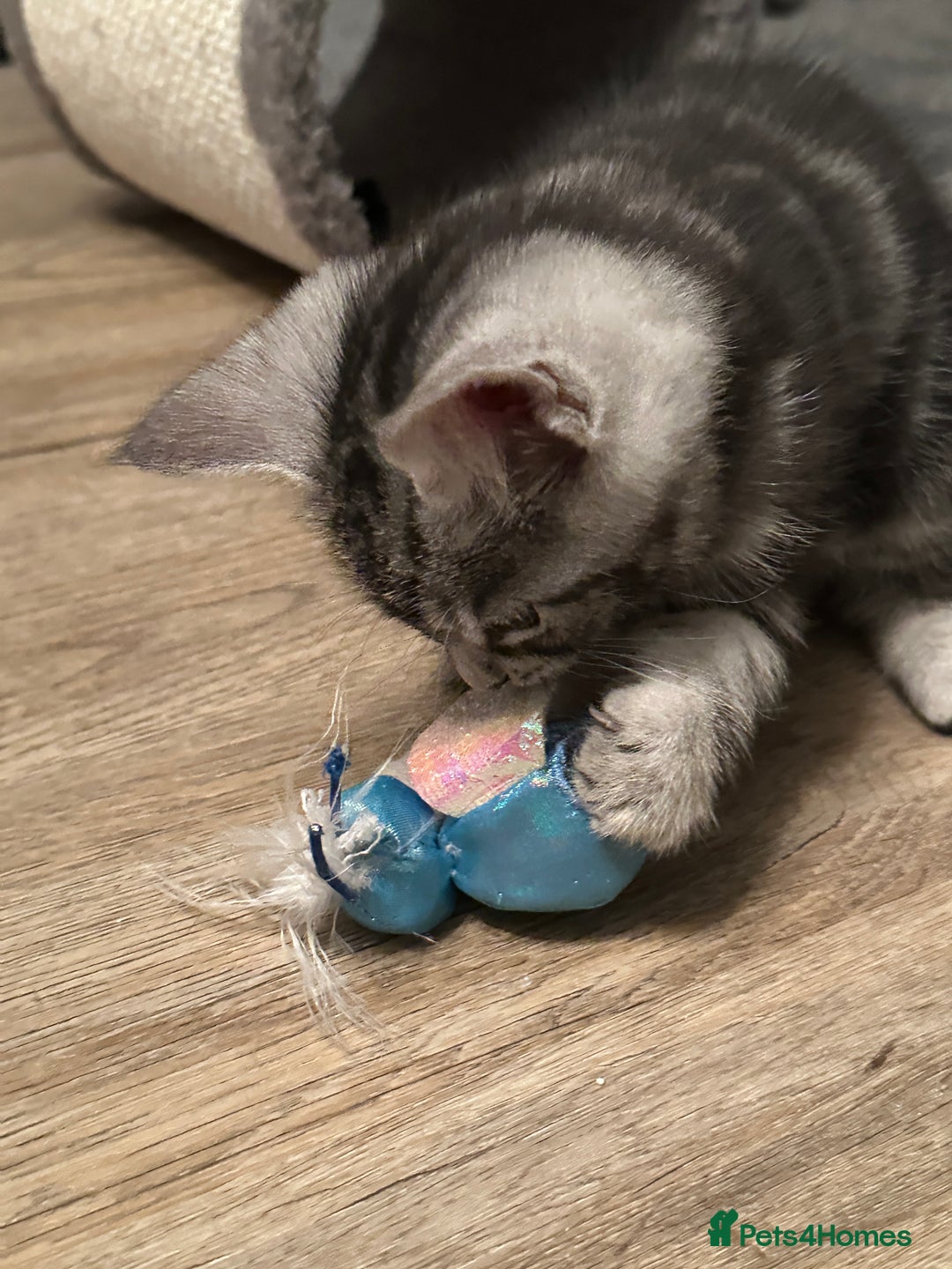 Maine Coon cats for sale: Maine Coon X - Image 10