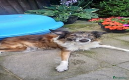 Border Collie dogs for sale: My babies  - Image 9
