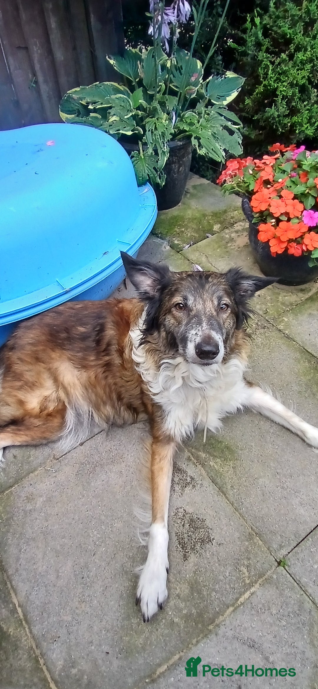 Border Collie dogs for sale: My babies  - Image 9