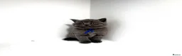 British Shorthair cats for sale: GCCF British short hair boy  - Advert 16