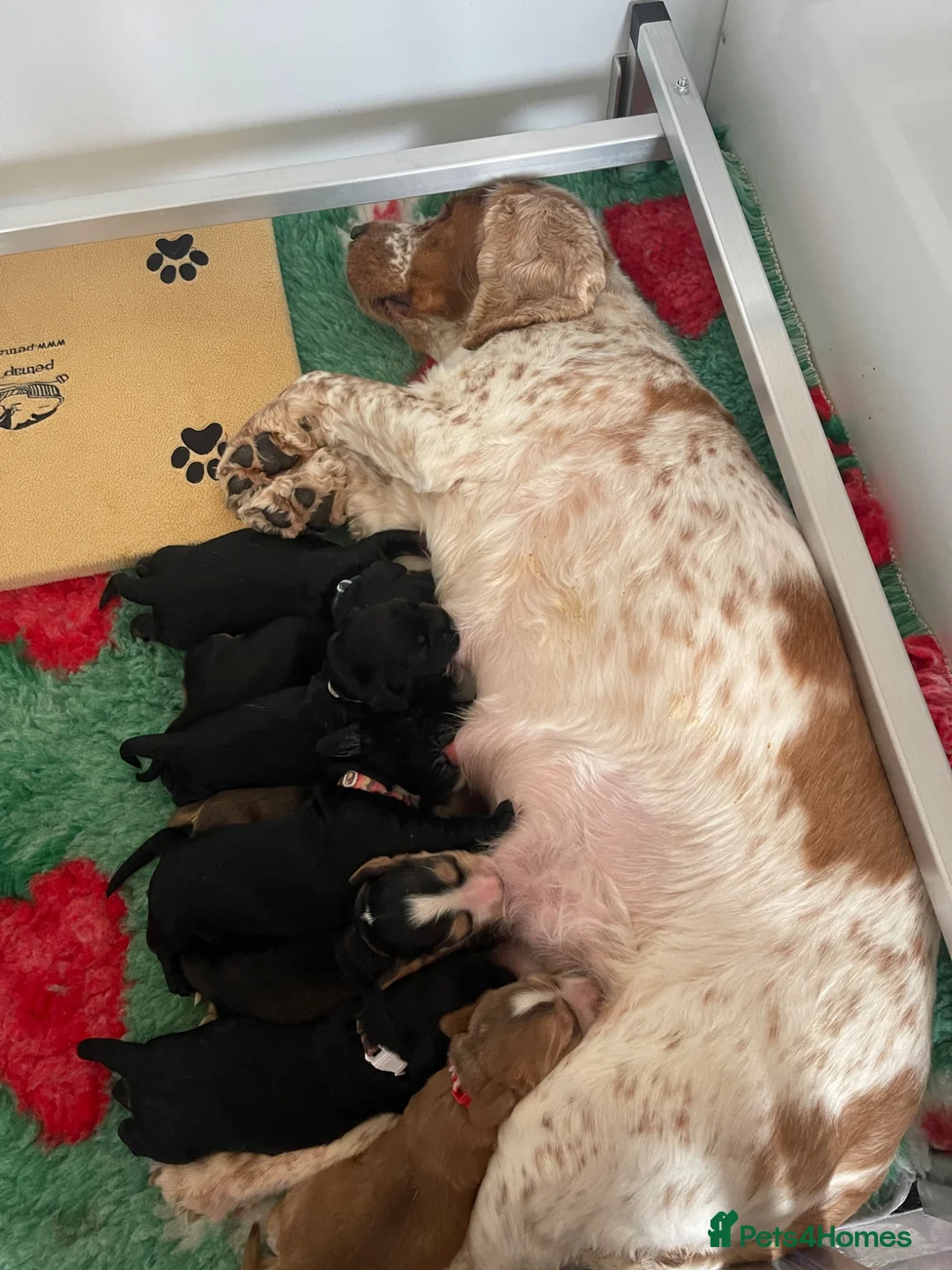 Cocker Spaniel dogs for sale: SHOW COCKER SPANIELS - Advert 2