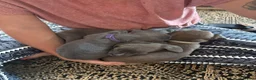 Mixed Breed dogs for sale: American cors in Fleetwood - Advert 8