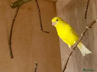 Canaries birds Raza Canaries - Advert 1