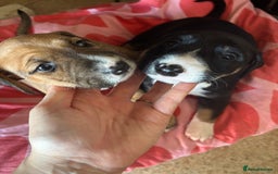 Mixed Breed dogs for sale: English Bull Terrier mixed puppies for sale - Image 2