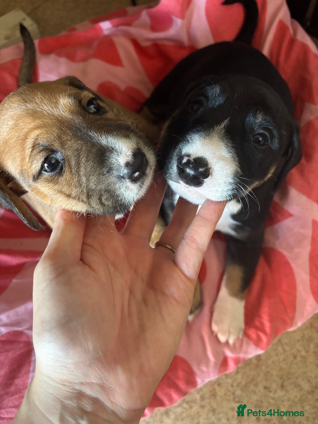 Mixed Breed dogs for sale: English Bull Terrier mixed puppies for sale - Image 2