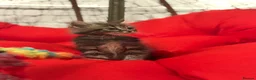 Mixed Breed cats for sale: 🐾 6 Beautiful Bengal × British Longhair Kittens🐾 - Advert 38