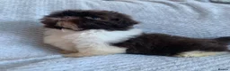Shih Tzu dogs for sale: Baby Alfie READY NOW  - Advert 4