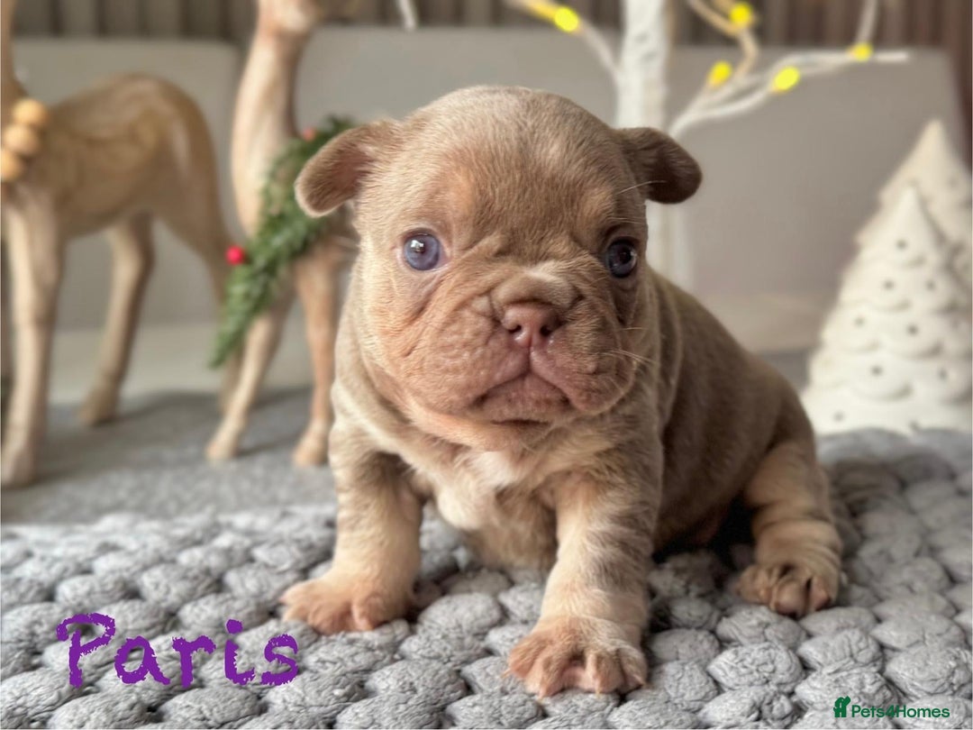 French Bulldog dogs for sale: Kc registered new shade french bulldog puppies  - Advert 2