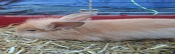 Mixed Breed rabbits for sale: Baby rabbits in Mansfield - Advert 4