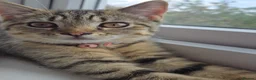 British Shorthair cats for sale: Millie tabby British shorthair  - Advert 4