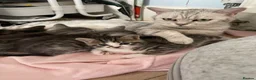 Mixed Breed cats for sale: Half BSH kittens  in Thornton Heath - Advert 9