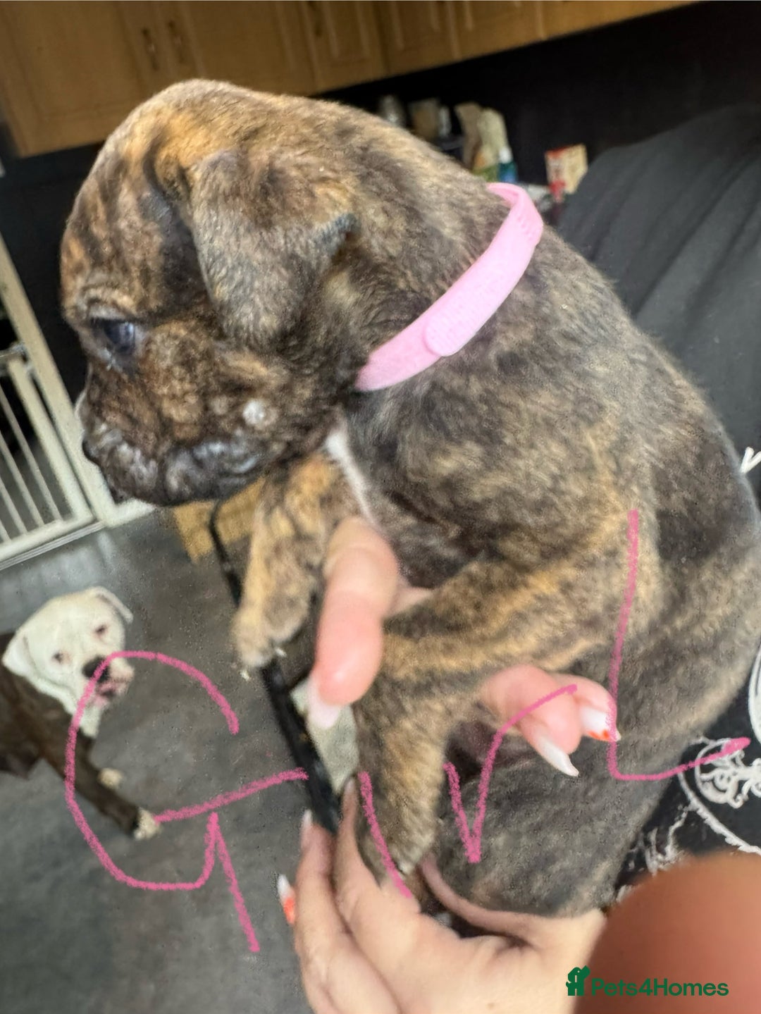 Mixed Breed dogs for sale: Cane Corso x American Bulldog puppies  - Image 18