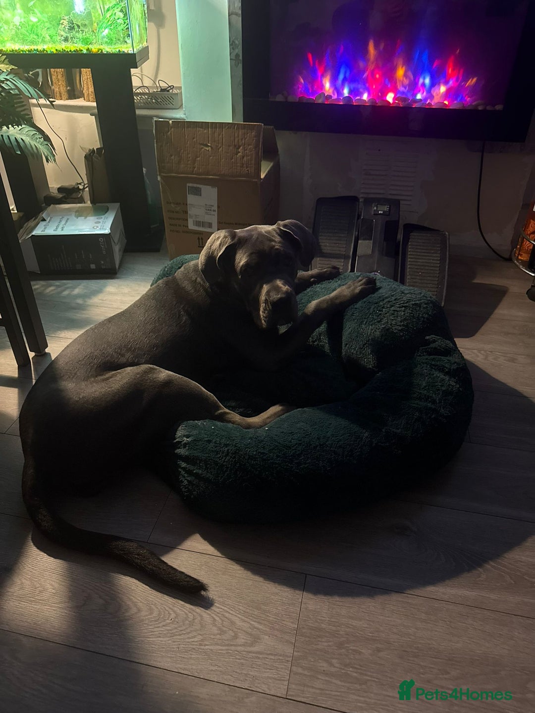 Cane Corso dogs for sale: 5month old blue female pup - Advert 4