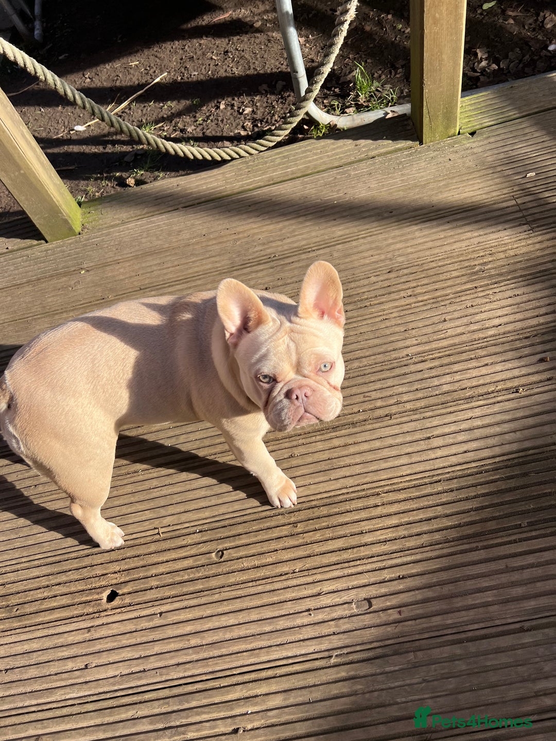 French Bulldog dogs for sale: French bulldogs female platinum lilac and tan - Advert 3