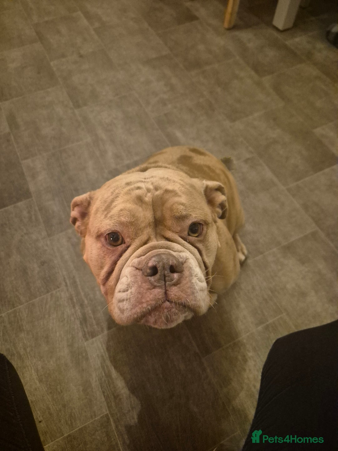 Mixed Breed dogs for sale: Cockerbull Puppies - Image 7