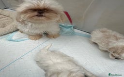 Shih Tzu dogs for sale: Imperial shihtzu puppies  - Image 5